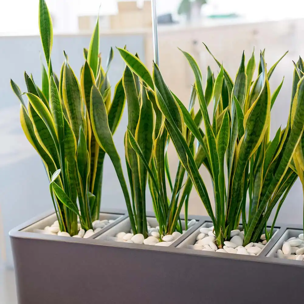 Re-Pebbles Confezione 50 Sassi Decorativi Bianco 50x25cm in Plastica Riciclata