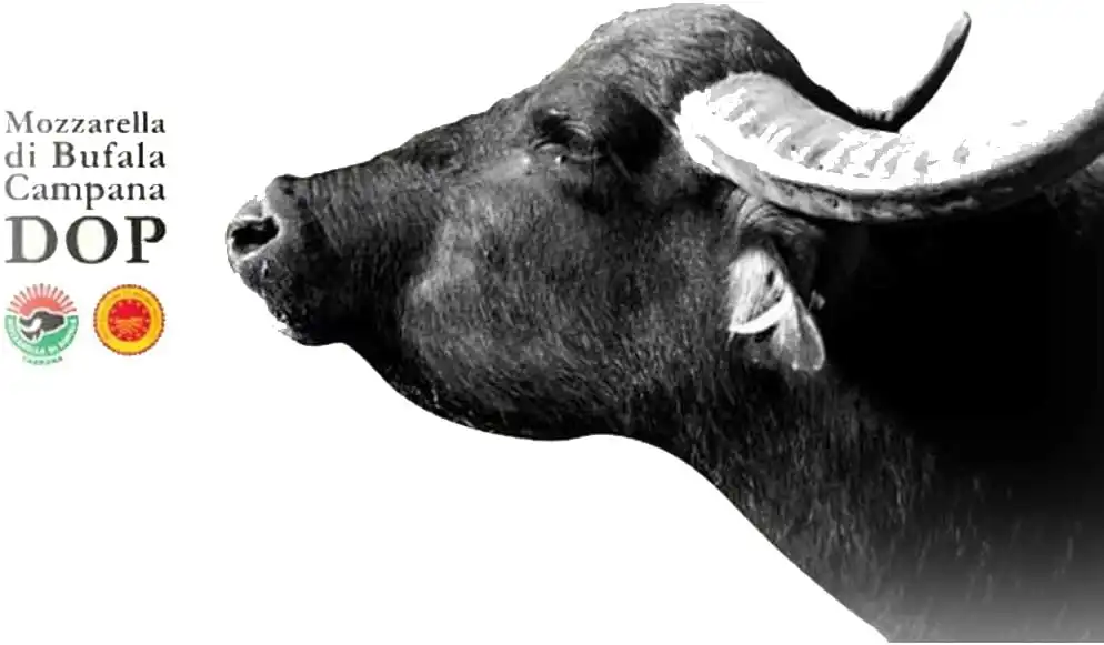 Provola di Bufala Campana DOP da 1 kg di Salvatore Corso
