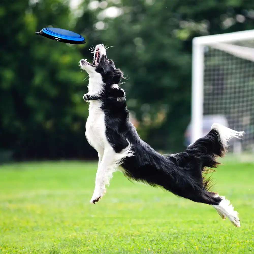 Contenitore Cibo e Acqua Per Cani E Gatti 2 in 1 Ciotola Inclusa Da Viaggio