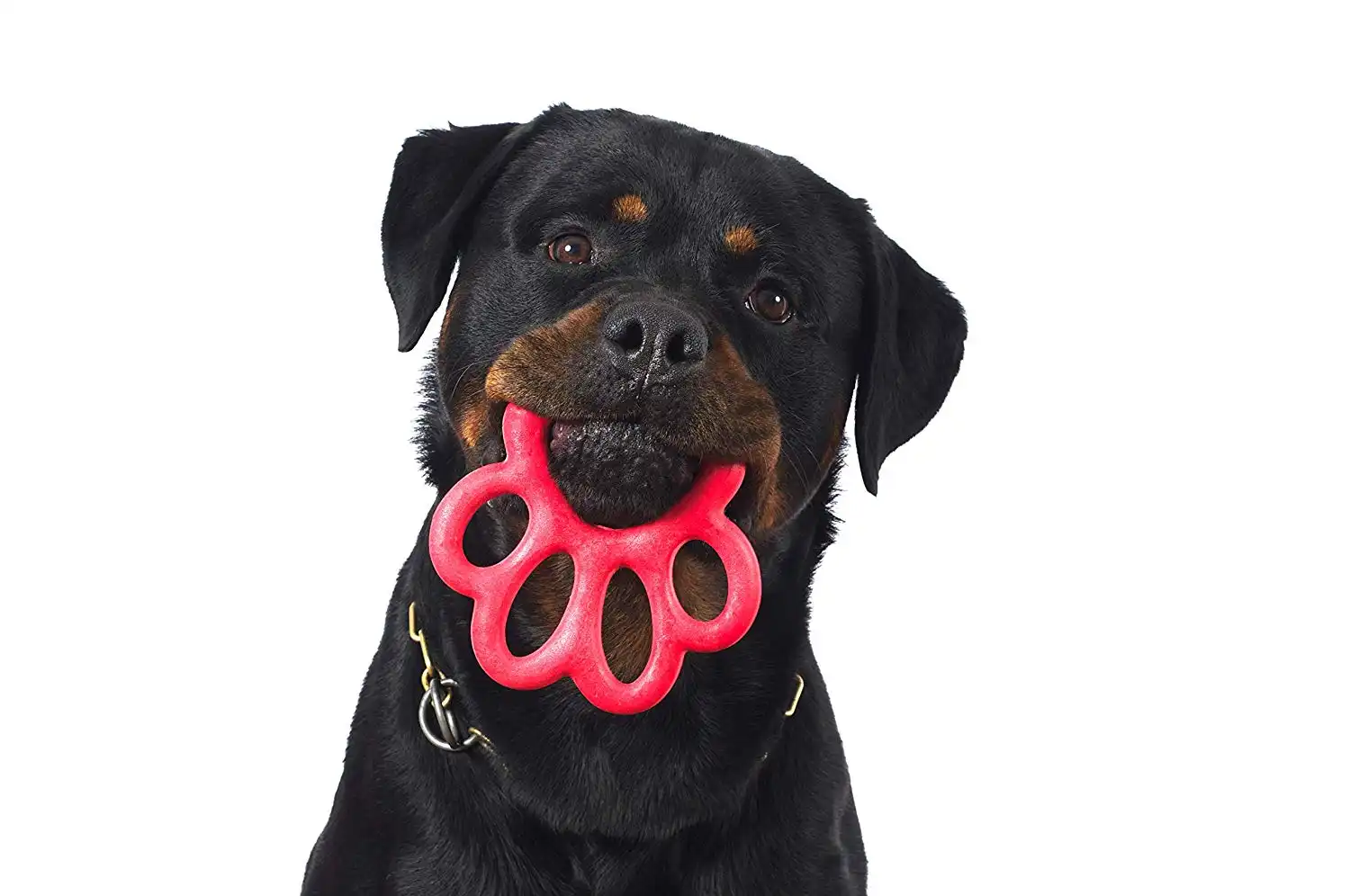 Gioco Per Cane Orma in Gomma Per Cani di Piccola e Media Taglia